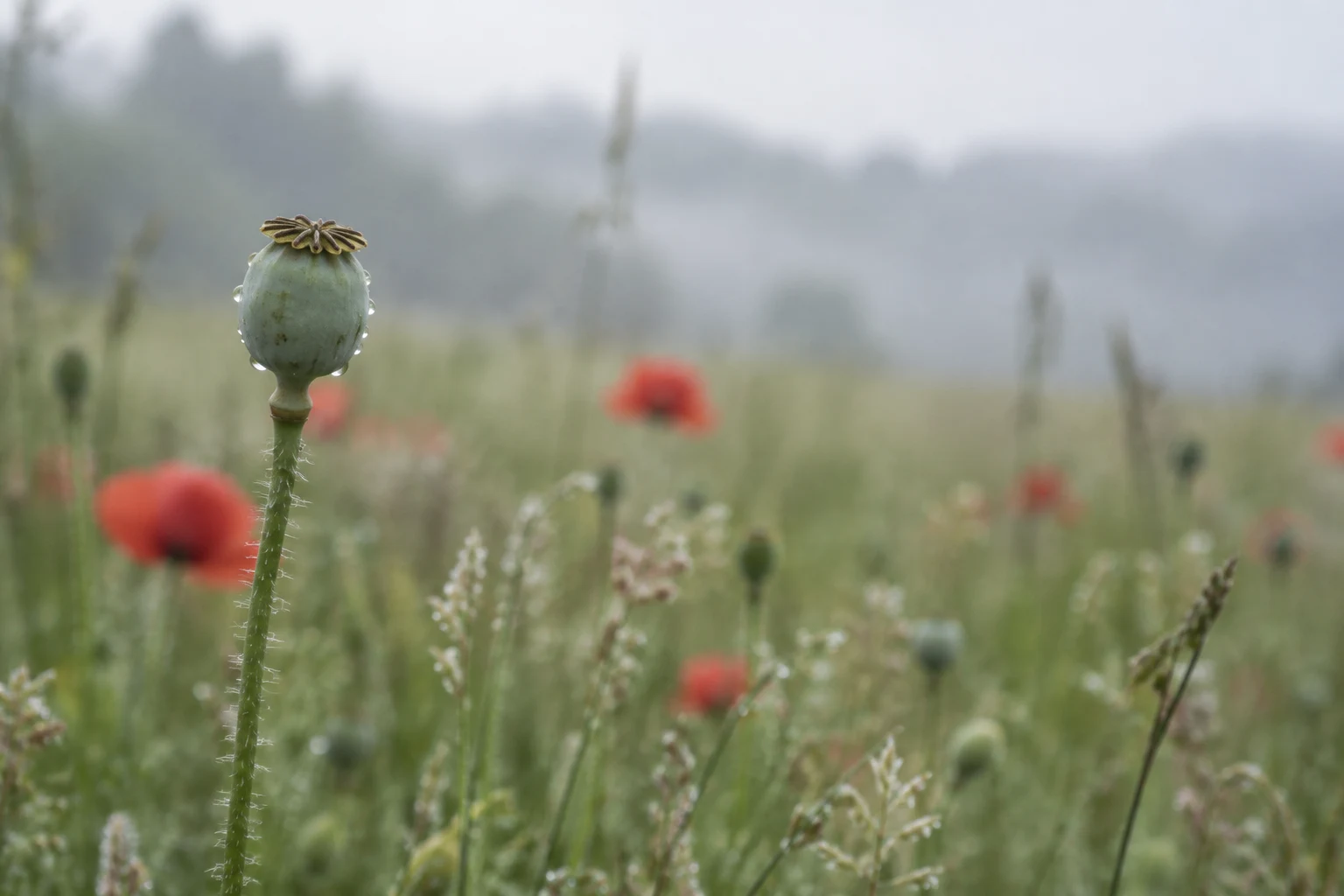A dew-speckled grey-green poppy seed capsule with a crown-shaped top stands on a bristly stem in the left third of a softly blurred meadow, with muted red…