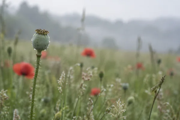 A dew-speckled grey-green poppy seed capsule with a crown-shaped top stands on a bristly stem in the left third of a softly blurred meadow, with muted red…