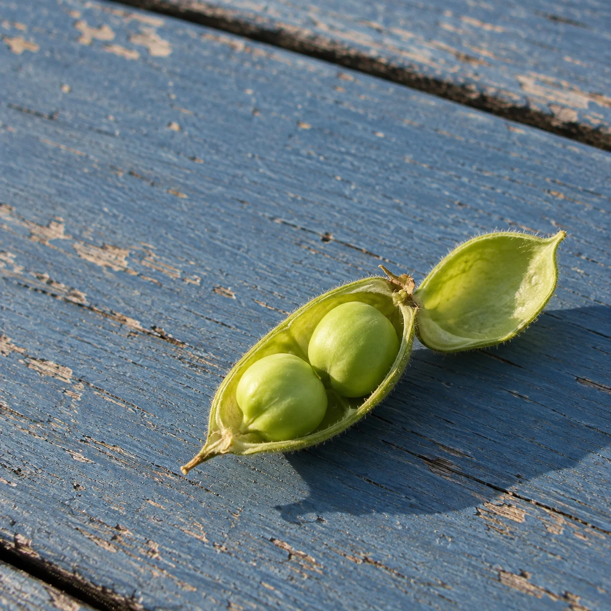 An opened green pod with two round peas rests diagonally on a faded blue wooden table in warm sunlight.