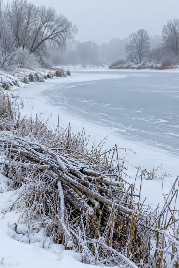 A pale blue-white frozen waterway curves across a snowy floodplain, with bare trees fading into mist beyond the bank.