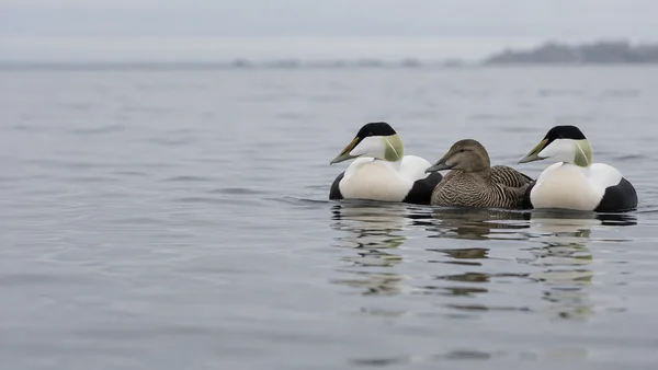 Three common eiders—two black-and-white males and a brown barred female—float close together on grey water, with a blurred distant shoreline and broad open…