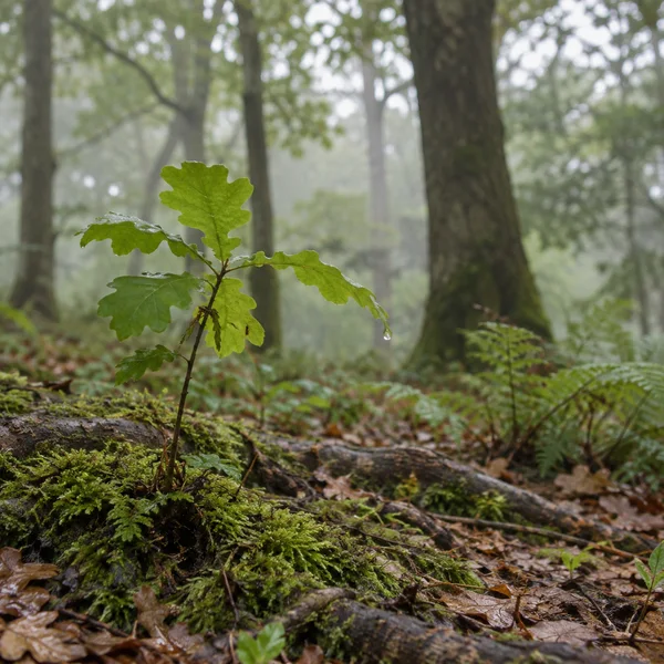 A young oak sapling with lobed green leaves and a water droplet stands on moss-covered roots on a woodland floor, with blurred tree trunks and ferns behind it.