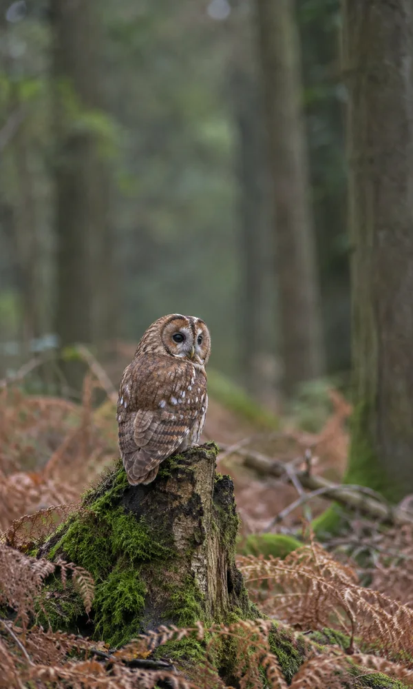 A tawny owl with its head turned toward the camera perches on a moss-covered broken stump amid bronze bracken, with blurred tree trunks in the woodland…