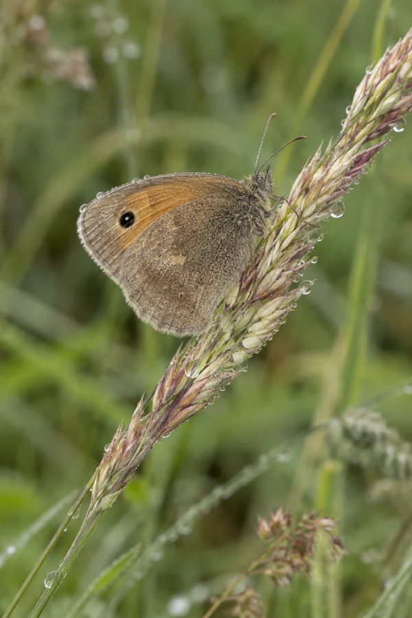 A brown butterfly with its wings closed rests on a dew-covered grass seed head running diagonally across a softly blurred green meadow.