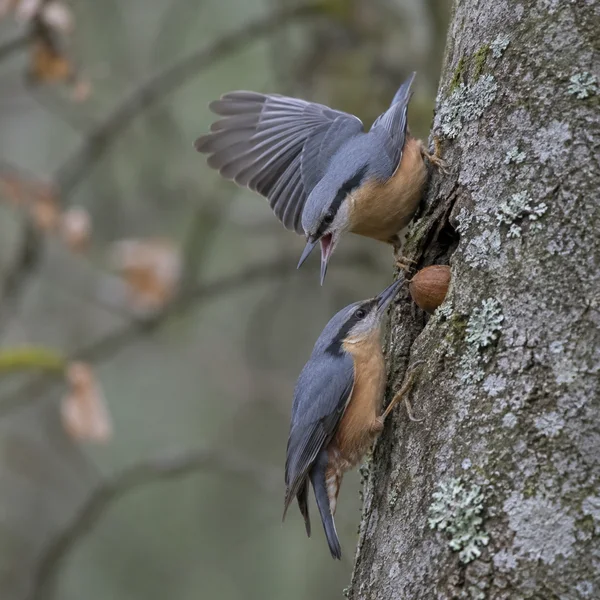 Two slate-blue and buff-orange nuthatches cling to a lichen-covered tree trunk beside a brown hazelnut; the upper bird spreads a wing and opens its bill toward…