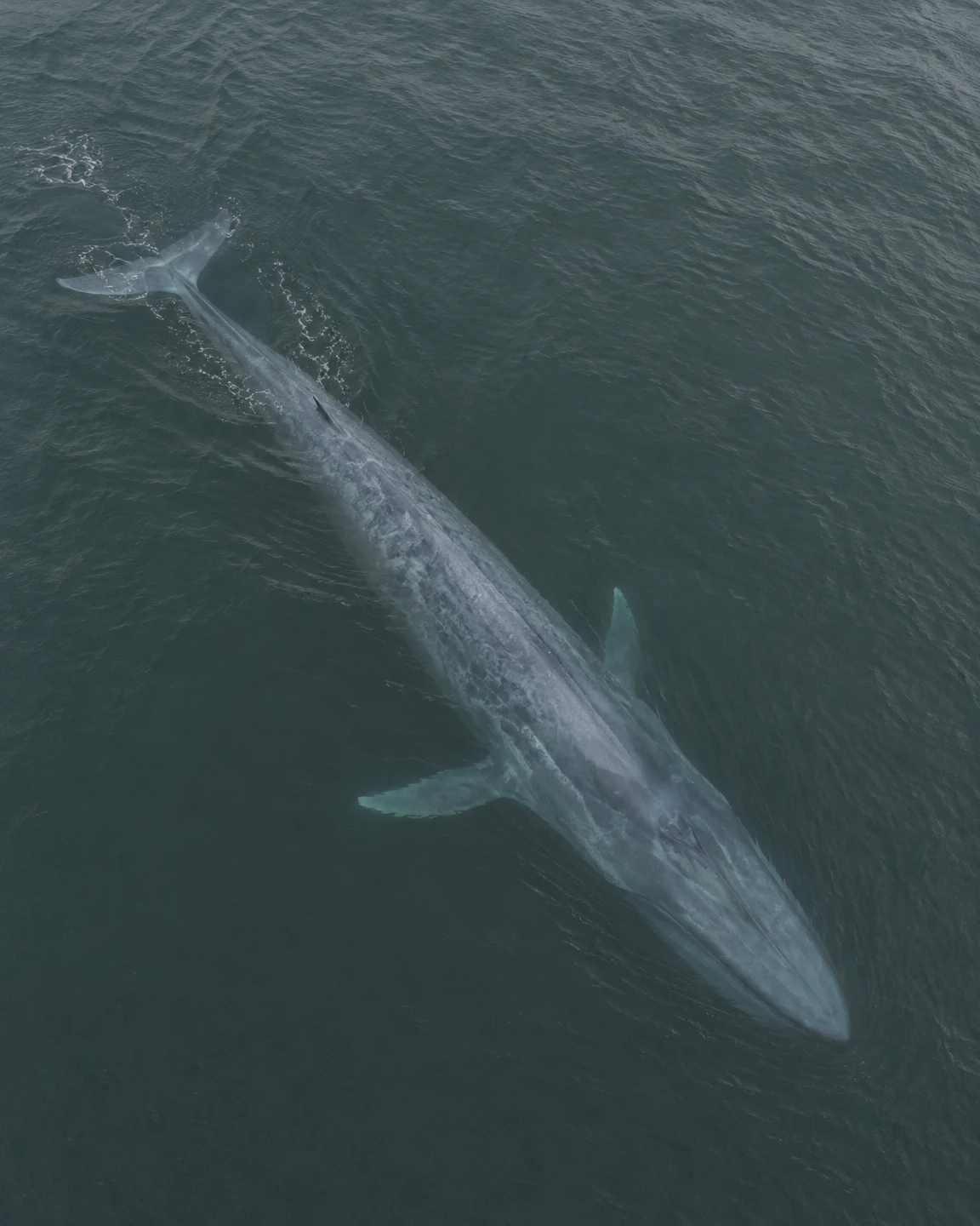 A blue-grey whale is seen from above gliding diagonally beneath a dark grey-green ocean surface, with its tail toward the upper left and head toward the lower…