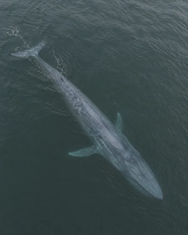 A blue-grey whale is seen from above gliding diagonally beneath a dark grey-green ocean surface, with its tail toward the upper left and head toward the lower…