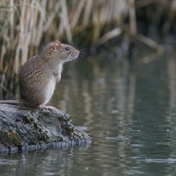 A brown rat sits upright on a wet stone ledge beside still water, facing right with its nose raised; blurred pale reeds fill the background, and the rat’s tail…
