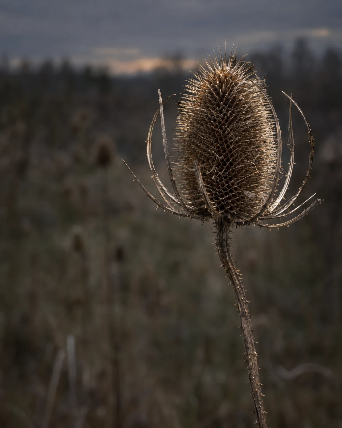 A weathered brown teasel seed head on a bowed stem is lit against a softly blurred dusk meadow, with open space to the left.