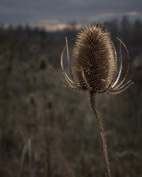 A weathered brown teasel seed head on a bowed stem is lit against a softly blurred dusk meadow, with open space to the left.