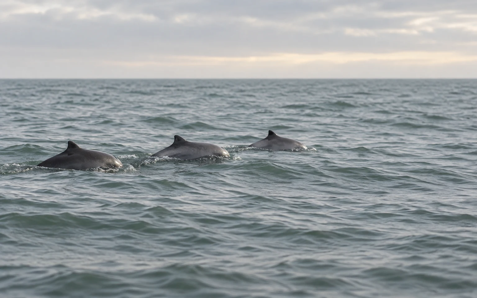 Three dark harbour porpoises surface in a loose line across grey-green water, with a hazy horizon and pale overcast sky behind them.