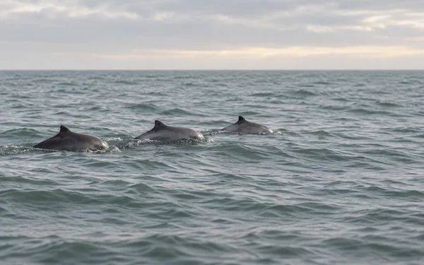 Three dark harbour porpoises surface in a loose line across grey-green water, with a hazy horizon and pale overcast sky behind them.