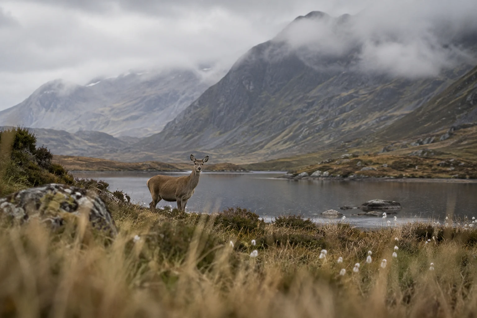 A lone antlerless deer stands at the edge of a dark mountain tarn, framed by blurred golden-brown reeds and white bog cotton, with mist drifting across steep…