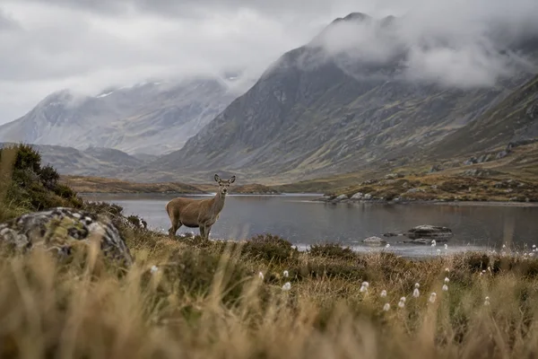 A lone antlerless deer stands at the edge of a dark mountain tarn, framed by blurred golden-brown reeds and white bog cotton, with mist drifting across steep…