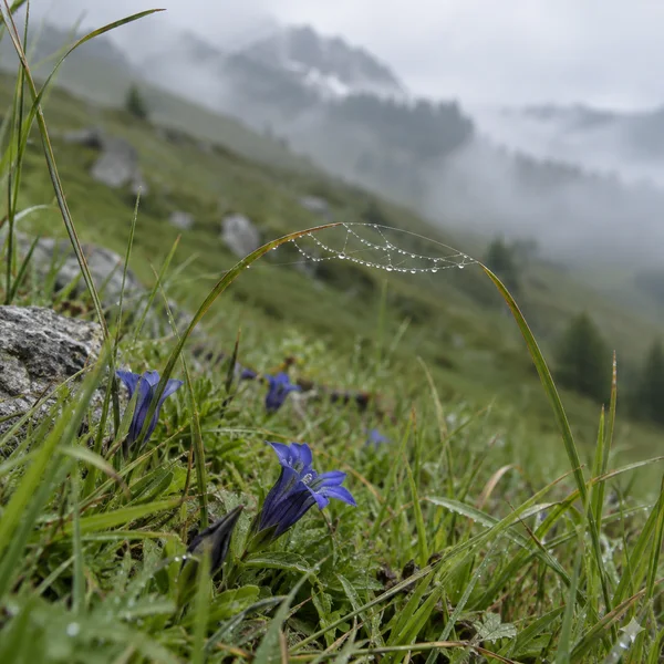 Dew-beaded spider silk spans between two arching grass blades in a green alpine meadow, with blue gentian flowers in the foreground and a mist-softened slope…