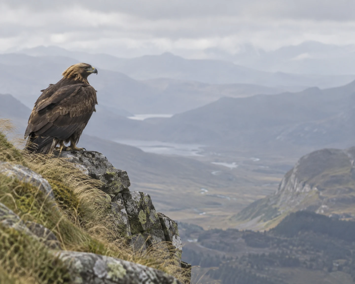 A golden-brown eagle perches on a lichen-covered rocky ledge above a broad misty mountain valley, looking to the right, with dry grass along the crag and…