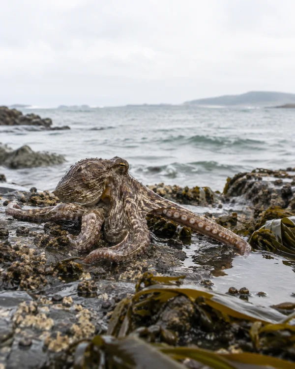 A mottled brown-grey octopus spreads across a wet, barnacled rocky shelf, with one sucker-lined arm reaching toward the water.