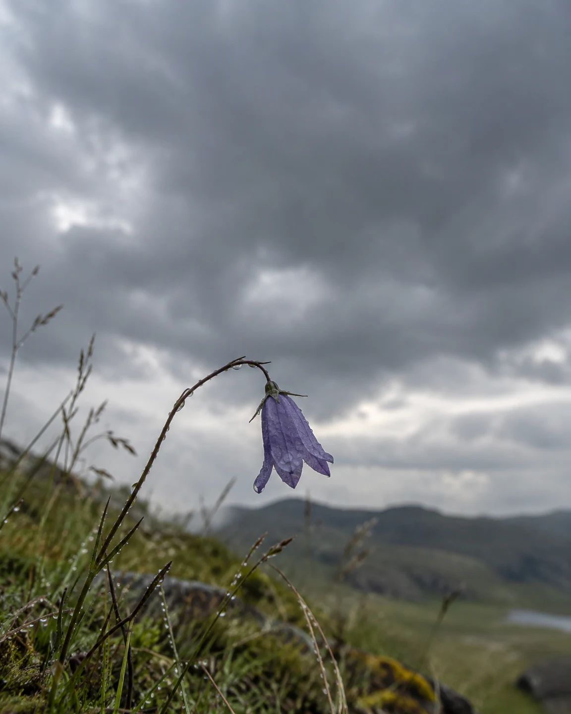 A rain-beaded violet-blue harebell hangs from a curved, slender stem above wet upland grasses, with a distant green hillside beneath a cloudy sky.