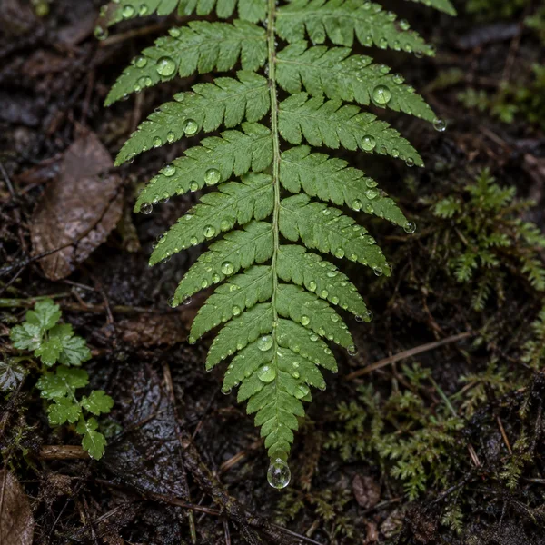 An overhead close-up of a green fern frond covered with dew, centered on wet dark leaf litter and soil; a larger droplet hangs from its lower tip, with other…
