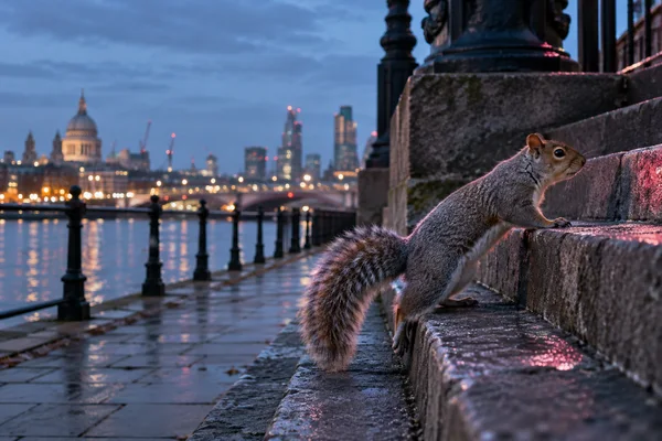 A grey squirrel climbs wet stone steps beside a riverside promenade at blue hour, with city lights and soft reflections across the water in the background.