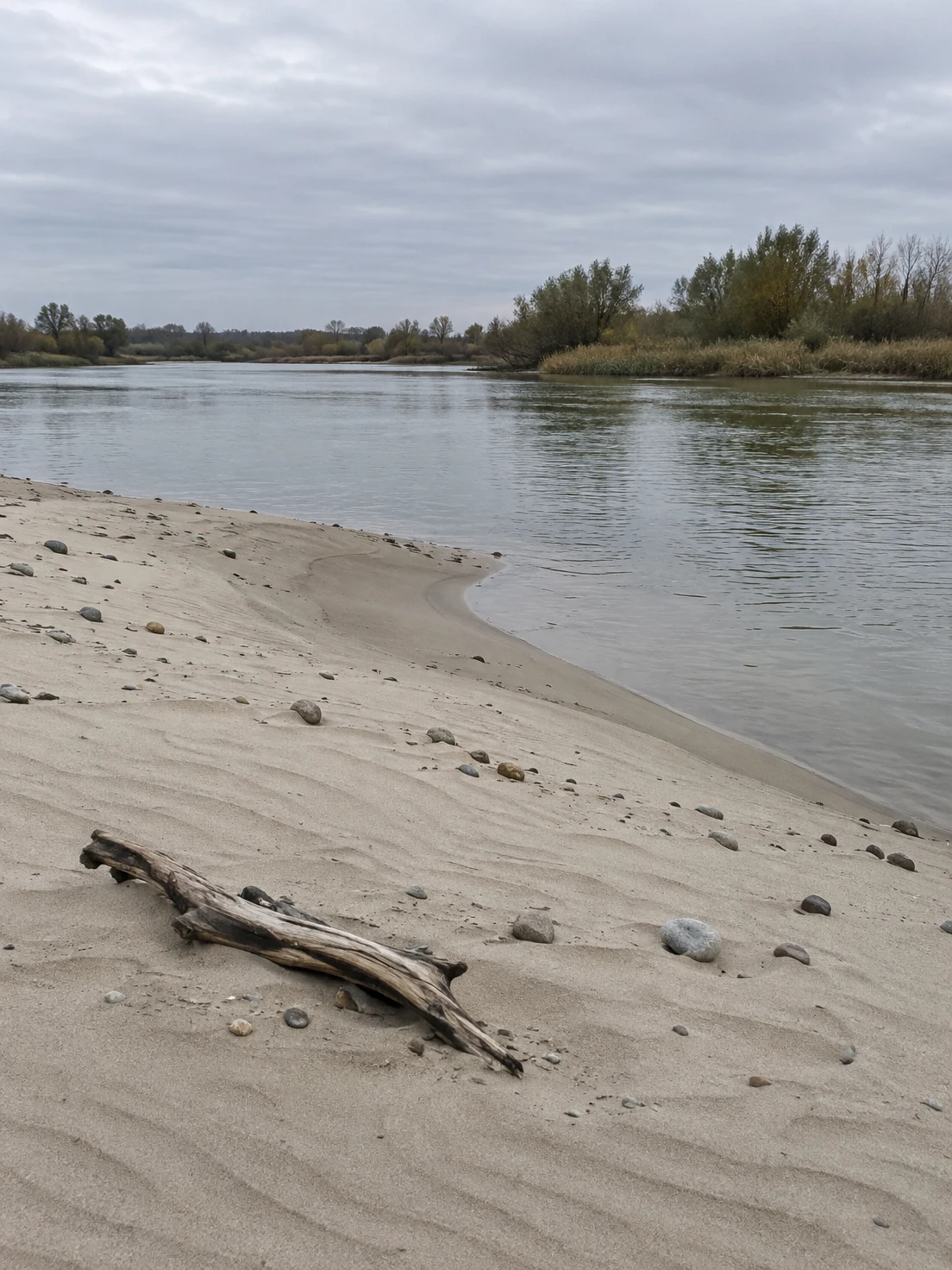 A weathered piece of driftwood and scattered pebbles lie on a pale sandy riverbank with fine ripples beside calm grey-green water; reeds and willow scrub line…