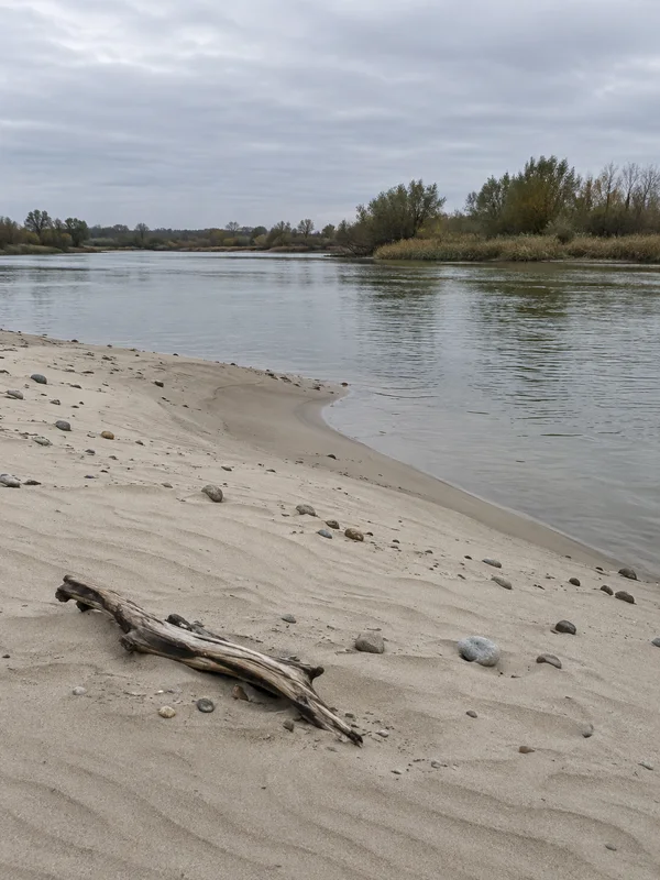 A weathered piece of driftwood and scattered pebbles lie on a pale sandy riverbank with fine ripples beside calm grey-green water; reeds and willow scrub line…