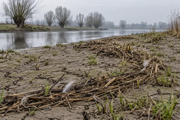 A curving line of dry reeds, twigs and pale feathers crosses cracked silt dotted with fresh green shoots beside a slow river.