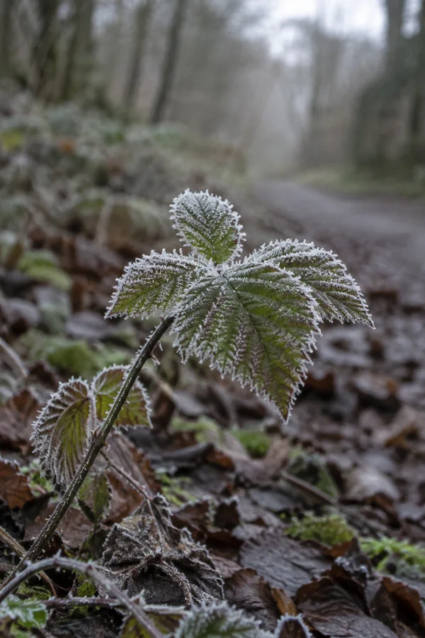 A green, serrated leaf with white frost stands on a dark stem above damp woodland leaf litter, with a softly blurred path and trees behind it.
