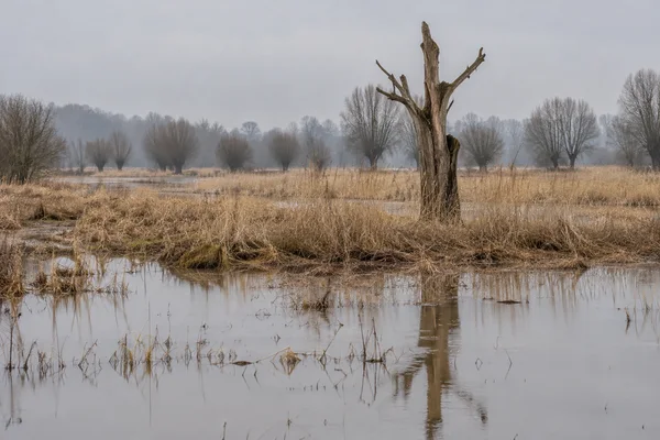 A weathered dead tree stands among pale, silt-coated reeds on a flooded river plain, reflected in still water, with pollarded willows fading into mist beneath…