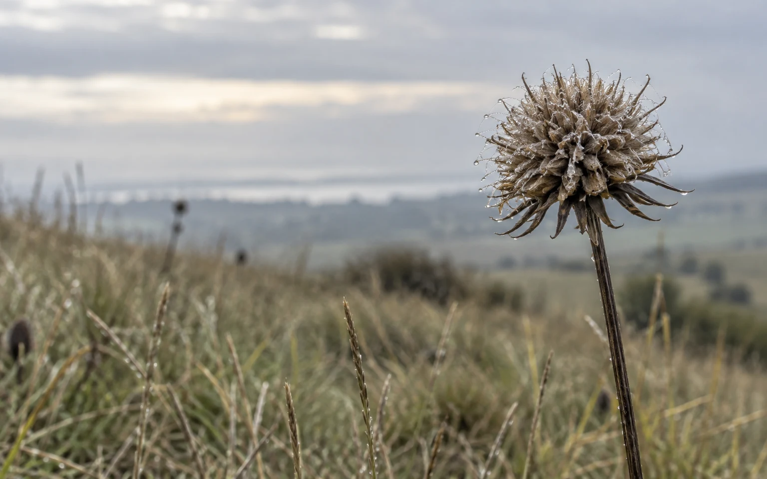 A dew-beaded dried seed head on a dark upright stem stands above damp grass, with soft-focus grassland and a pale cloudy sky behind it.