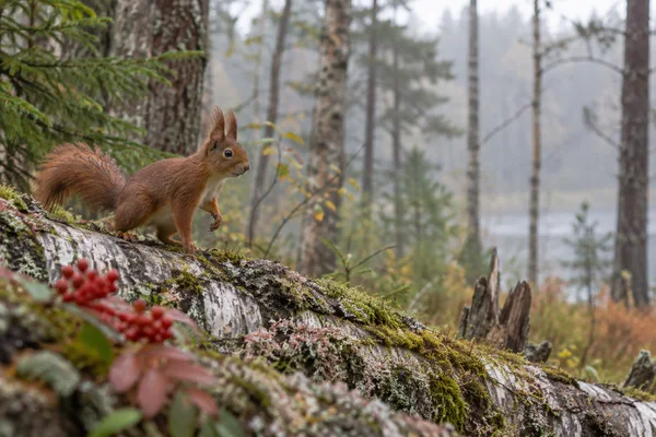 A rust-red squirrel with tufted ears steps along a mossy fallen birch trunk, facing right in a misty woodland; blurred red berries and pale lichen fill the…