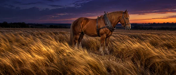 A chestnut draft horse in dark leather harness stands in side profile in a harvested grain field, with blurred golden stalks in the foreground beneath a deep…