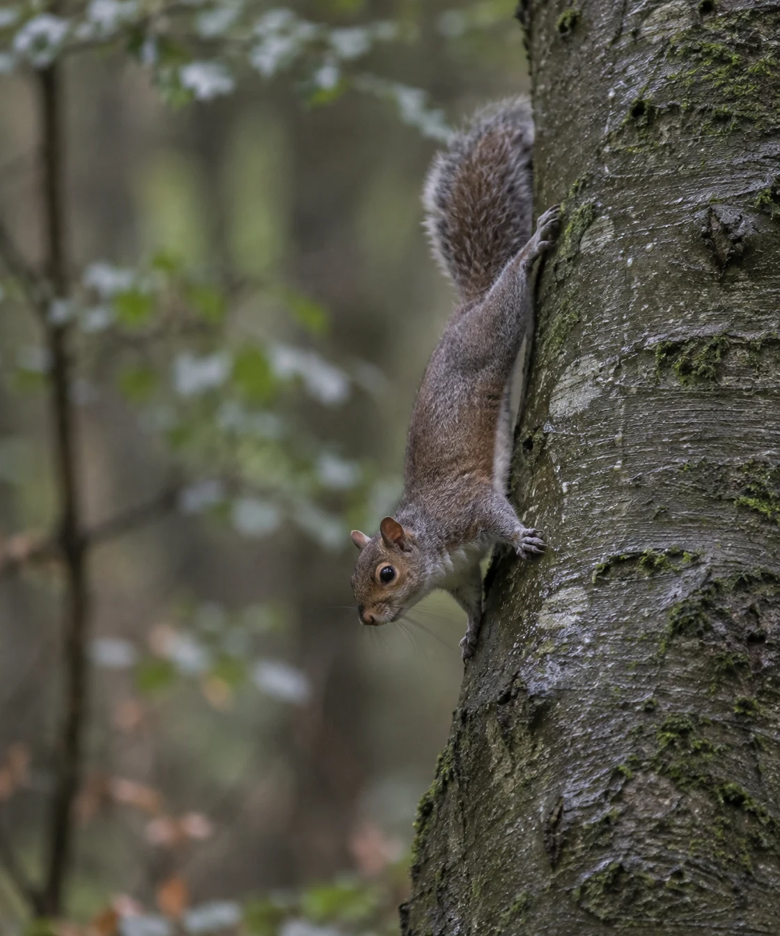 A grey-brown squirrel clings head-down to a wet, moss-flecked tree trunk, its bushy tail raised behind it, against a softly blurred woodland background.