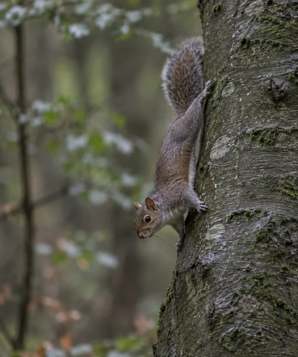 A grey-brown squirrel clings head-down to a wet, moss-flecked tree trunk, its bushy tail raised behind it, against a softly blurred woodland background.