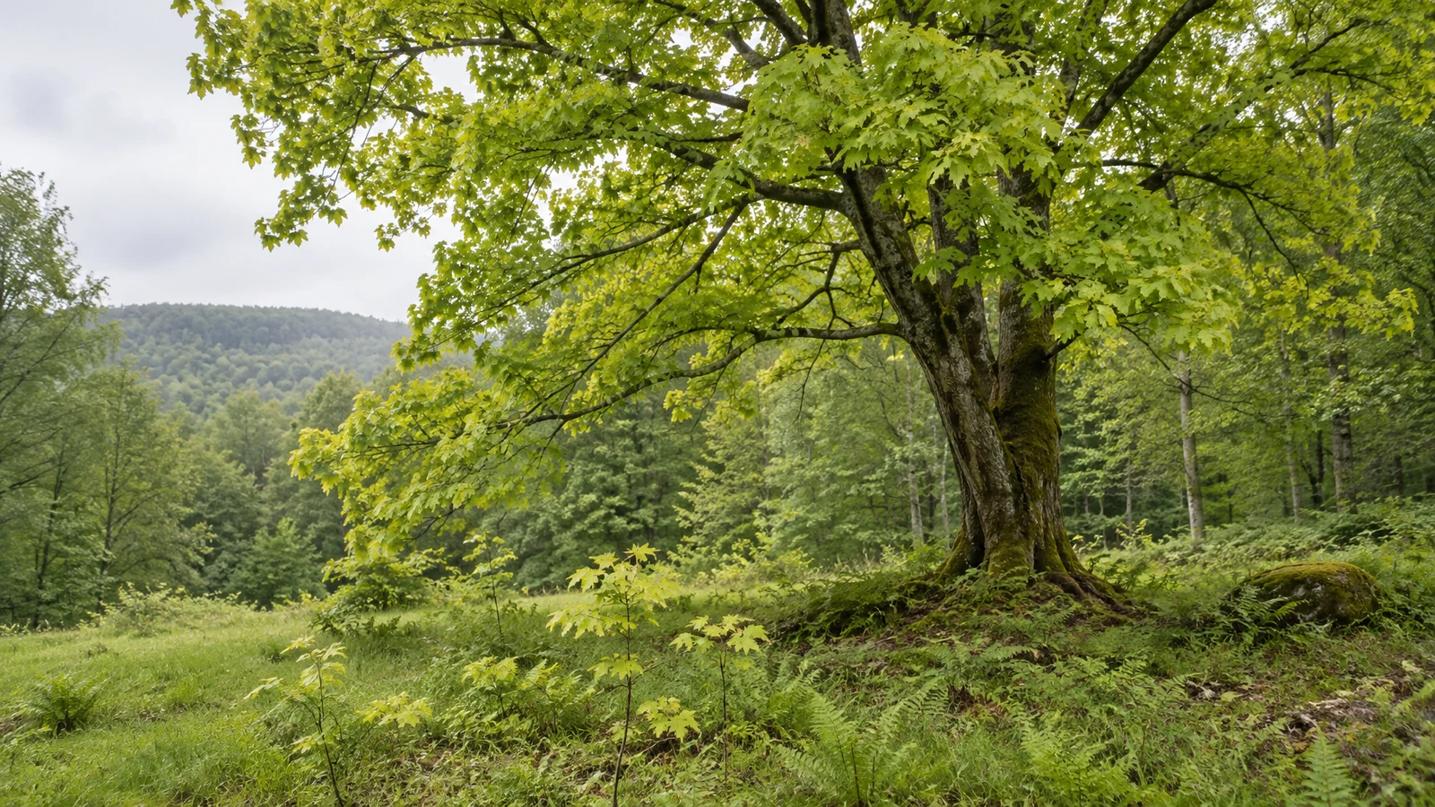 A mature broad-canopied tree with yellow-green leaves stands at the edge of a grassy woodland clearing, with several young saplings and ferns around its mossy…