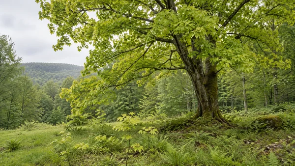 A mature broad-canopied tree with yellow-green leaves stands at the edge of a grassy woodland clearing, with several young saplings and ferns around its mossy…