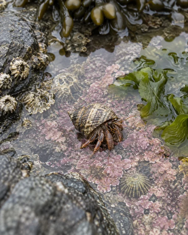 A hermit crab in a mottled banded shell crosses pink coralline growth in a shallow rocky tide pool, with green sea lettuce, barnacles and a limpet nearby.