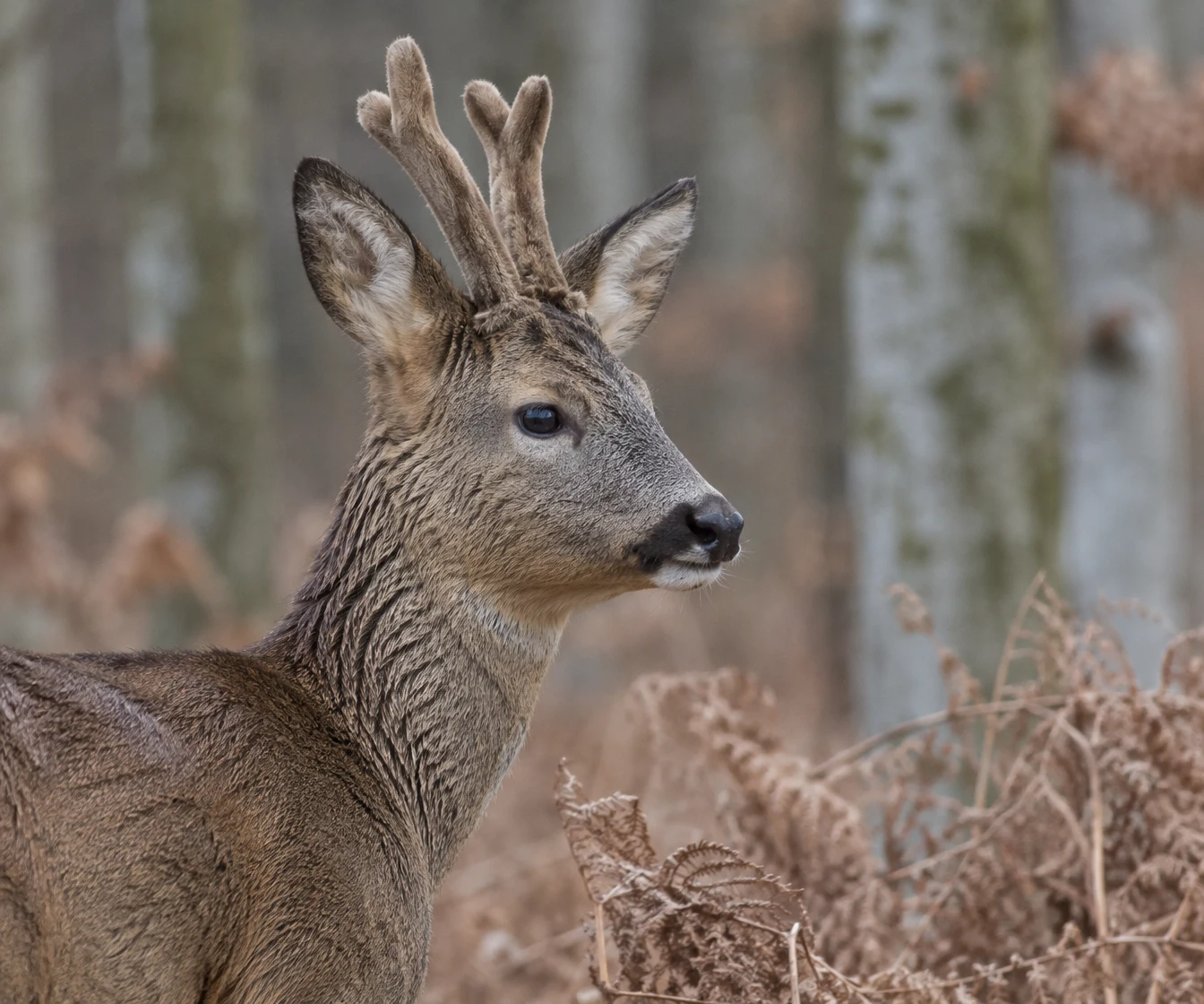 A roe deer buck in three-quarter profile, with velvet-covered antlers and a dark eye, stands at the edge of a beech woodland amid softly blurred trunks and dry…