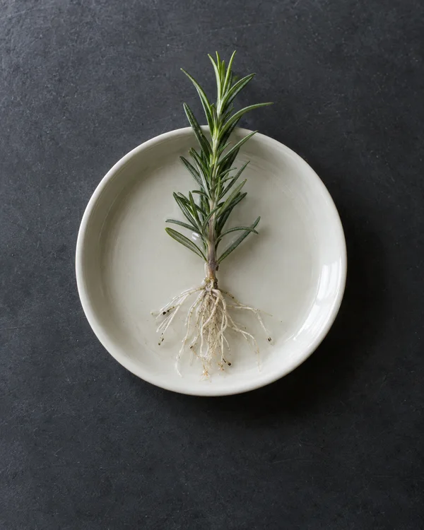 An overhead view of a fresh rosemary cutting with pale branching roots in an unmarked ivory porcelain dish on a charcoal surface.