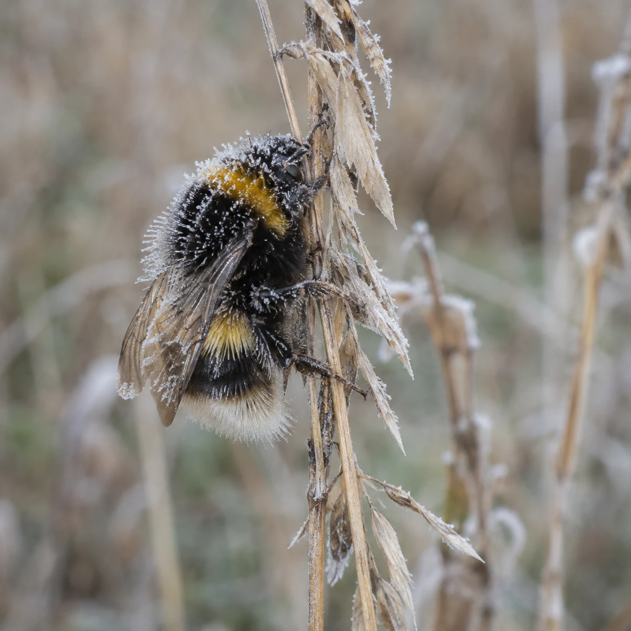 A frost-covered bumblebee clings to a dry, bleached grass stem against a softly blurred winter meadow.