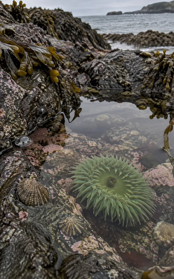 A green sea anemone with many tentacles sits in a shallow rocky tide pool surrounded by pink algae patches and limpets.