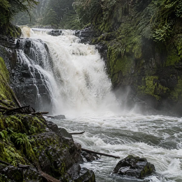 A broad white waterfall drops over dark stepped rock into a foaming gorge pool, with moss, ferns and fallen branches along the wet banks.