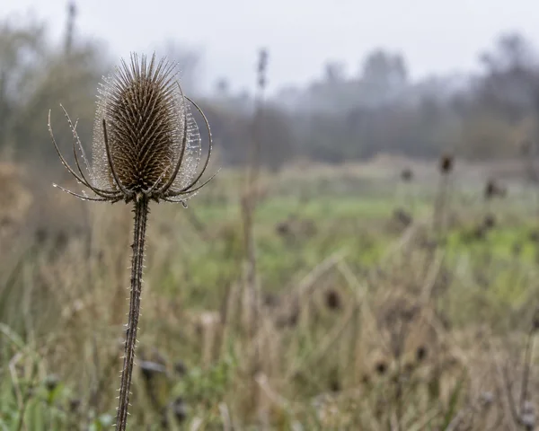 A dried, dew-beaded teasel seed head stands on a tall stalk in the left third of a softly blurred meadow, with muted grasses and open space to the right.