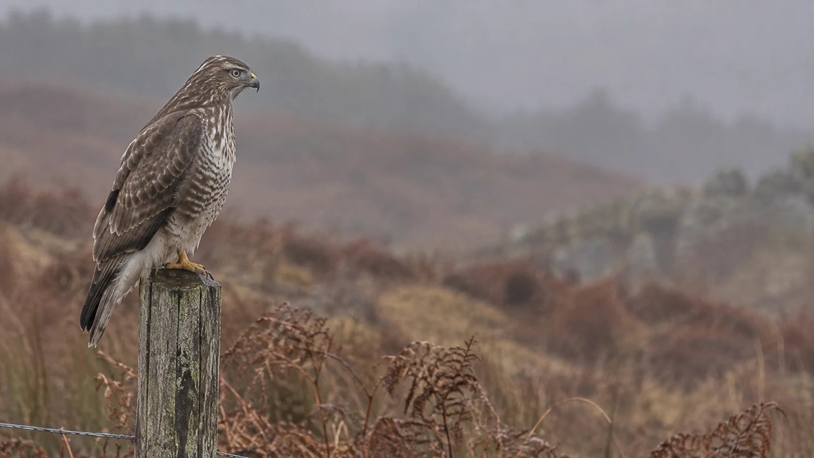 A brown-and-cream barred hawk perches on a weathered grey fence post, looking right across rust-coloured bracken and pale grasses fading into mist.