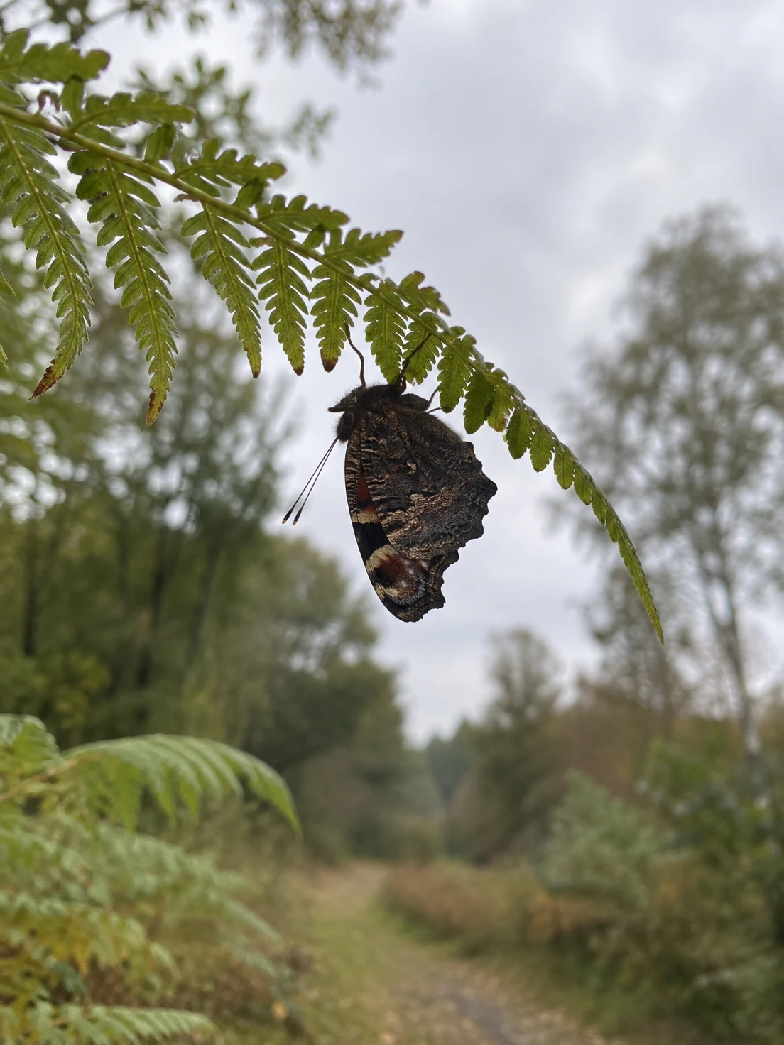 A dark, closed-wing butterfly hangs beneath a green bracken frond against a softly blurred woodland ride and pale overcast sky.