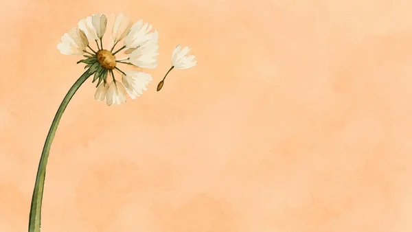 A hand-drawn watercolor illustration of a large ivory-and-ochre dandelion-like flower head on a long curved green stem, against a pale apricot background with…