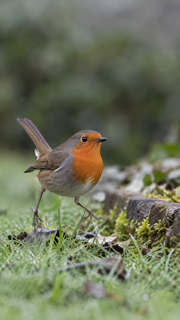 A European robin stands mid-step on a dew-speckled lawn beside a low mossy stone border, its orange-red breast prominent against a softly blurred green-grey…