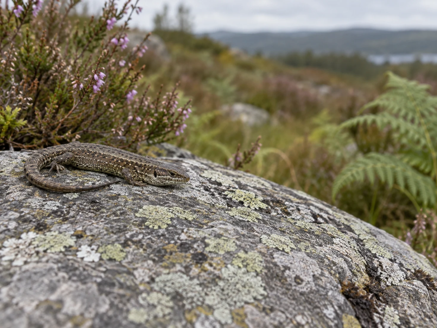A brown, pale-speckled common lizard lies on a broad grey stone covered with pale lichen, with purple heather and a blurred fern in the heathland behind it.