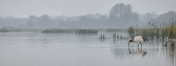 A pale-bodied ibis with a dark head and long curved bill wades in shallow wetland water near reeds, with a soft reflection beneath it and a misty, tree-lined…