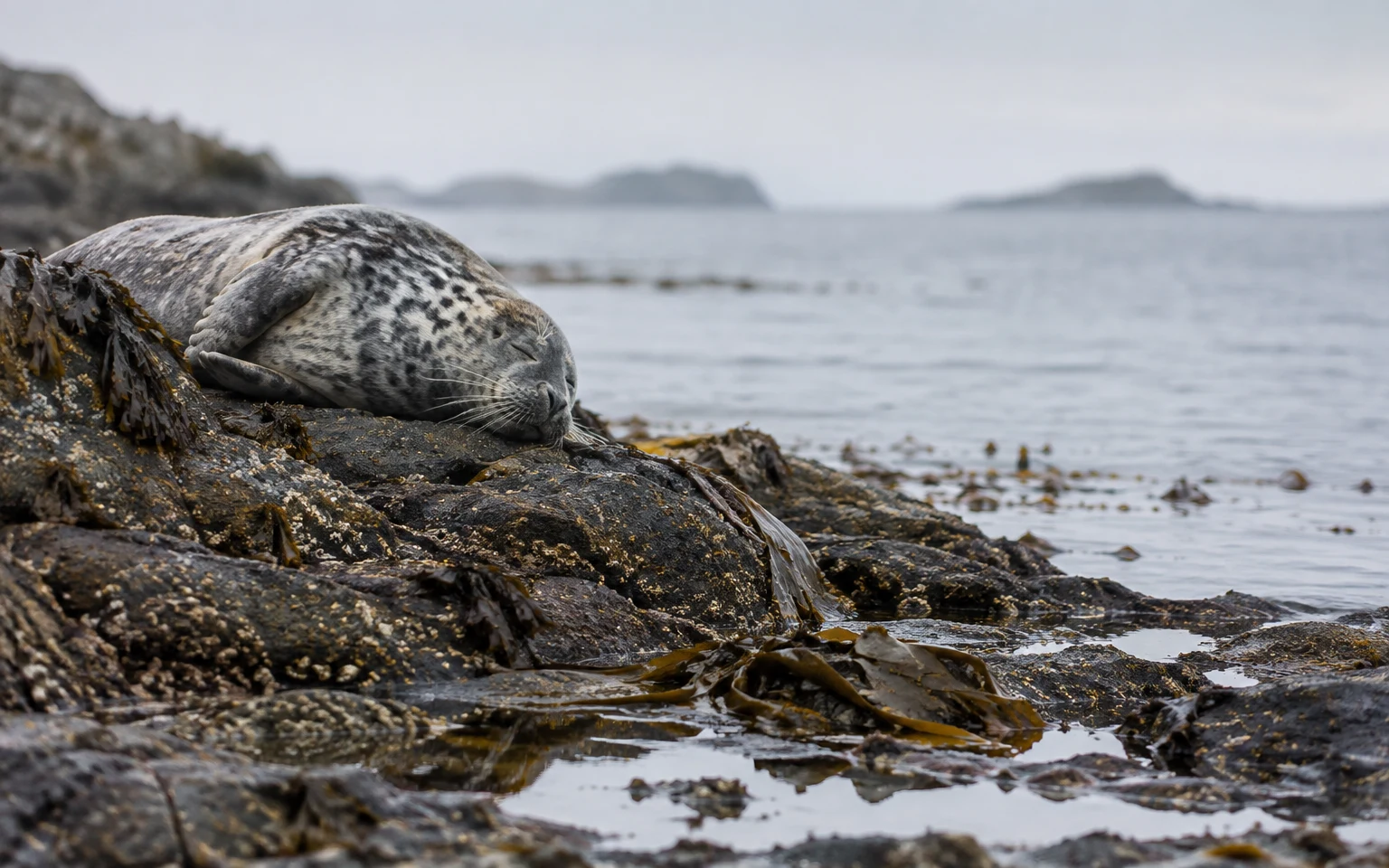 A mottled grey seal rests with its eyes closed on a dark, kelp-covered rock shelf beside shallow tide pools.